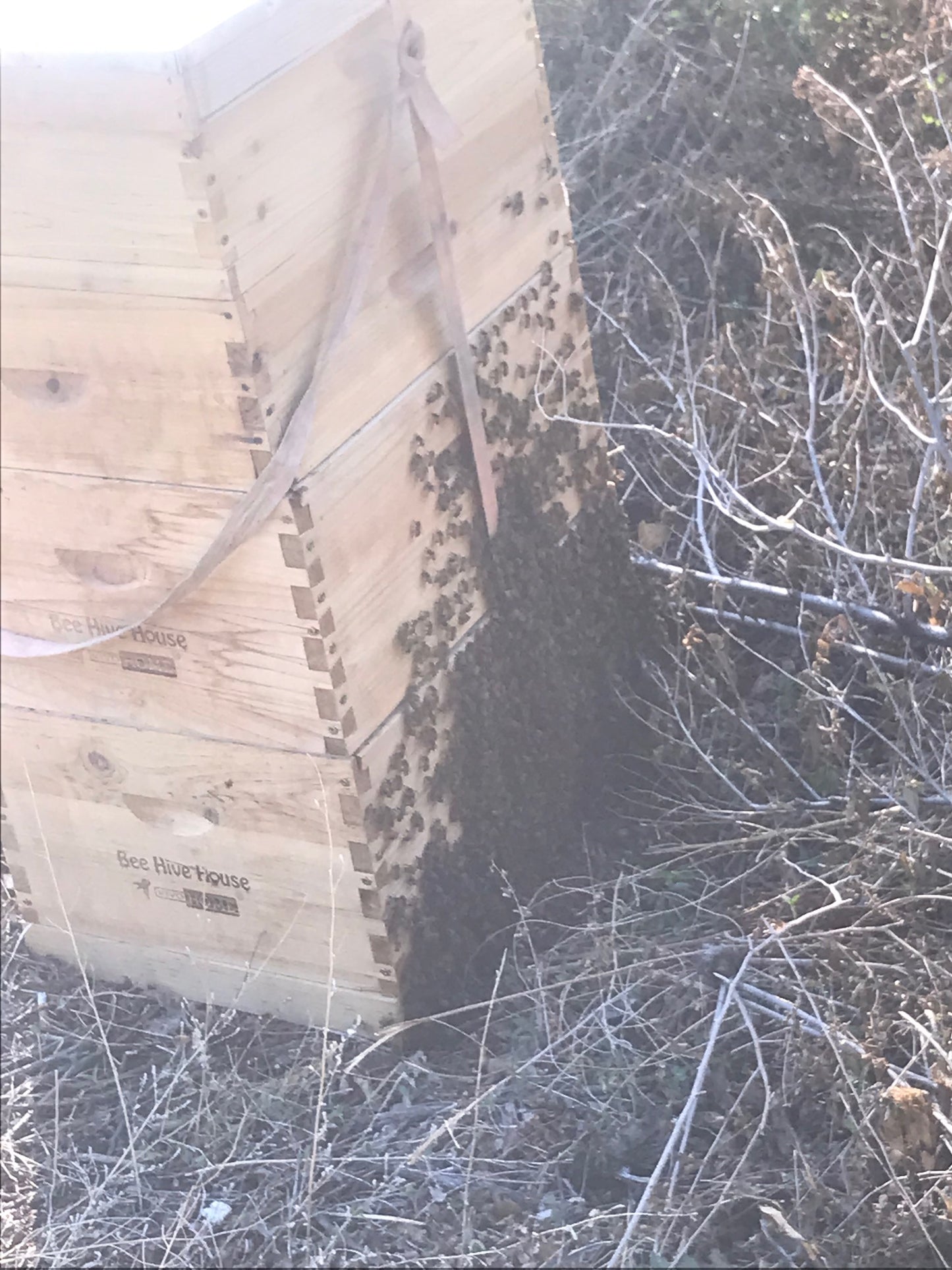 BLACK FRIDAY SALE ON FULL HIVES 2026 image 0