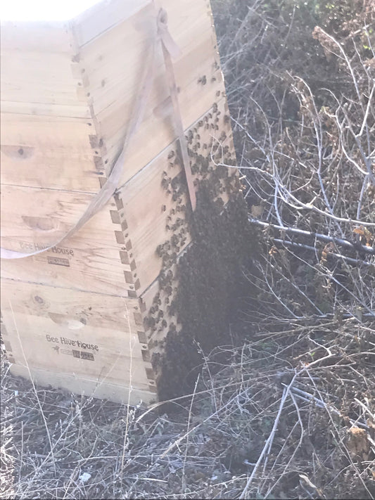 BLACK FRIDAY SALE ON FULL HIVES 2026 image 0